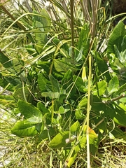 Hermas villosa