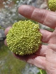 Hermas villosa