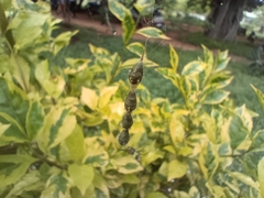 Araneae