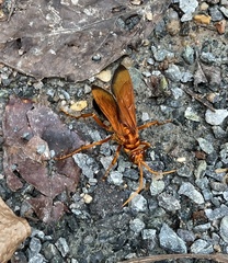 Cryptocheilus bicolor