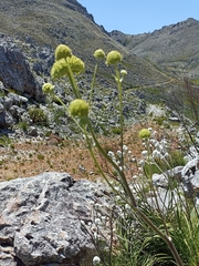 Hermas villosa