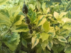 Araneae