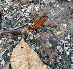 Cryptocheilus bicolor