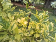 Araneae