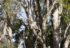 Stizoptera bichenovii