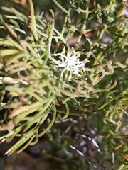 Serruria inconspicua