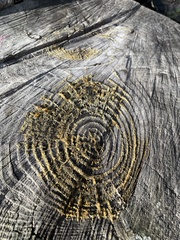 Lophocolea heterophylla