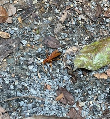 Cryptocheilus bicolor