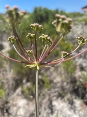 Annesorhiza macrocarpa