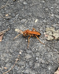 Cryptocheilus bicolor