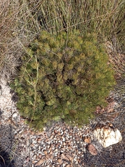 Serruria inconspicua