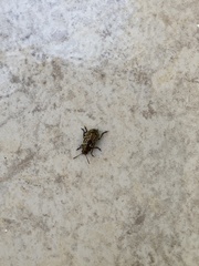 Zygogramma piceicollis