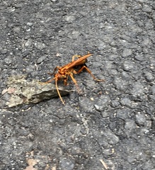 Cryptocheilus bicolor