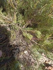 Serruria inconspicua