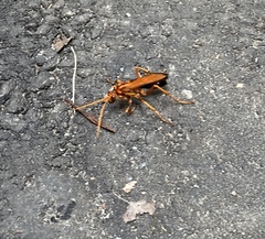 Cryptocheilus bicolor