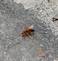 Cryptocheilus bicolor