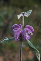Phlomis purpurea