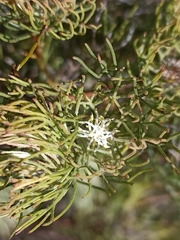 Serruria inconspicua