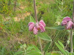 Phlomis purpurea