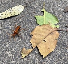 Cryptocheilus bicolor