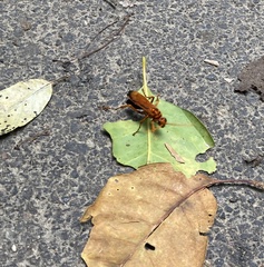 Cryptocheilus bicolor