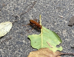 Cryptocheilus bicolor