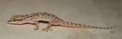 Hemidactylus robustus