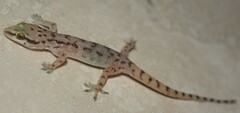 Hemidactylus robustus