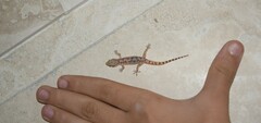 Hemidactylus robustus