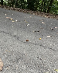 Cryptocheilus bicolor