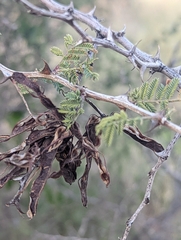 Mimosa aculeaticarpa