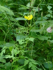 Papaver cambricum