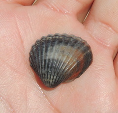 Cerastoderma glaucum