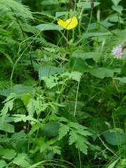 Papaver cambricum