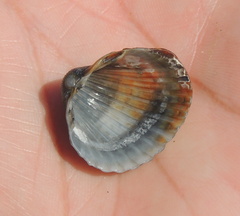 Cerastoderma glaucum