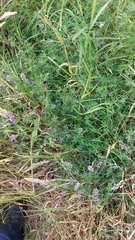 Medicago sativa
