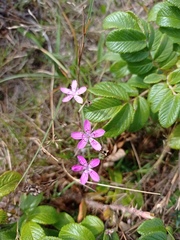 Dianthus deltoides deltoides
