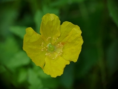 Papaver cambricum