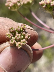 Annesorhiza macrocarpa