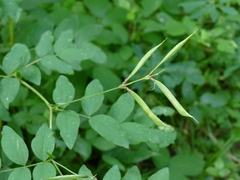 Lathyrus laevigatus