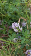 Medicago sativa