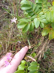Dianthus deltoides deltoides