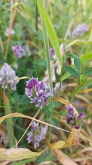 Medicago sativa
