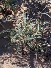 Astragalus mollissimus