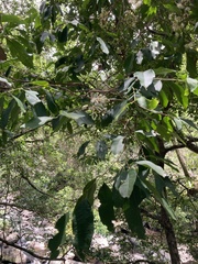 Syzygium tierneyanum