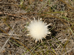 Leuzea conifera