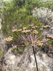 Annesorhiza macrocarpa