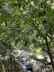 Syzygium tierneyanum