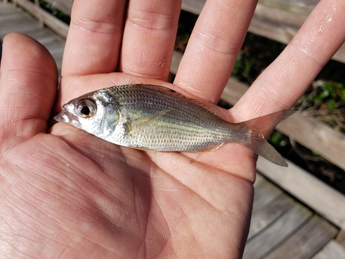Tidewater Mojarra (Eucinostomus harengulus) — Gerreidae — 3