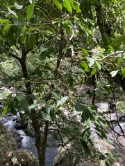 Syzygium tierneyanum